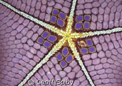 patterns on the underside of a starfish by Geoff Spiby 